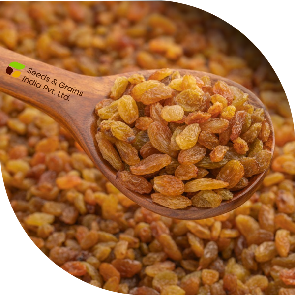 Malayar Raisins